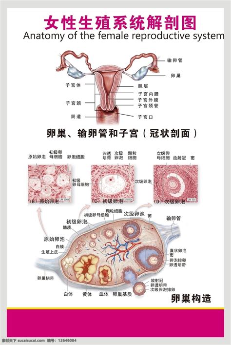 女人性器官|女性生殖系统概述